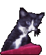 blackmizi.gif blackmizi.gif